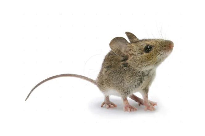 Yellow-necked Mouse (Apodemus flavicollis) juvenile