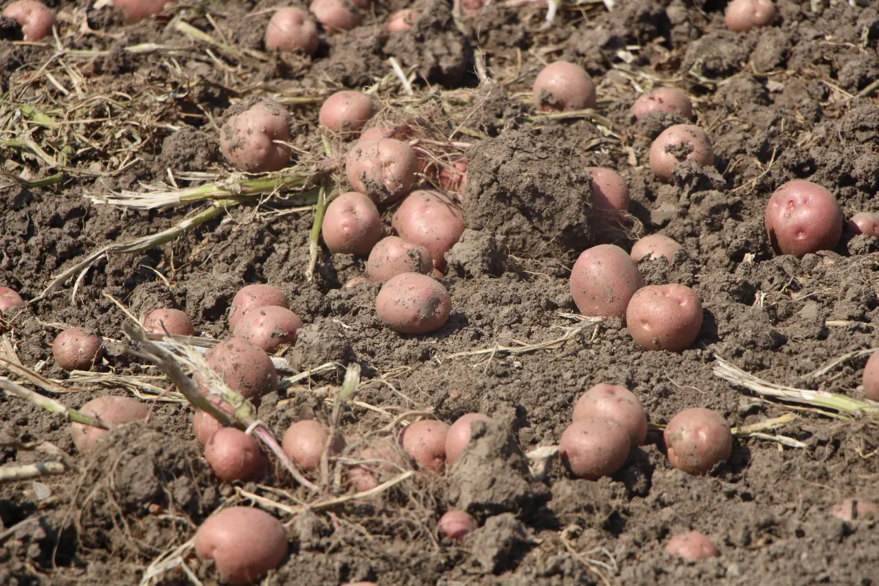 Patates Fiyatlarında Düşüş Beklentisi: Amasya’da Yeni Sezon Hasadı Başladı